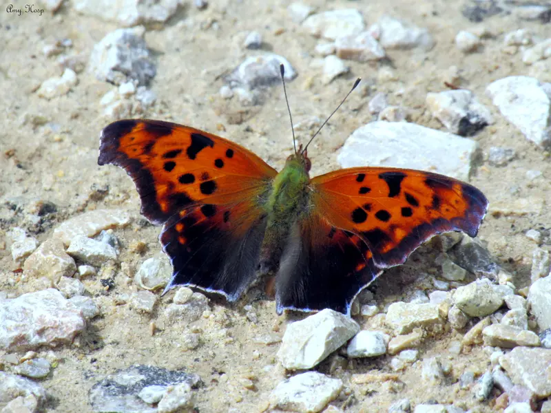 Orange Butterfly